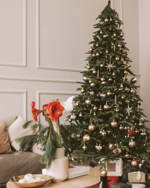 christmas flowers in living room