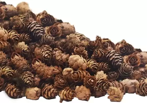 Deloky 150 Pcs Christmas Natural Mini Pine Cones- 2CM Thanksgiving Small Pinecones Ornaments Vase Fillers for DIY Crafts, Home Decorations, Fall and Christmas, Wedding Decor