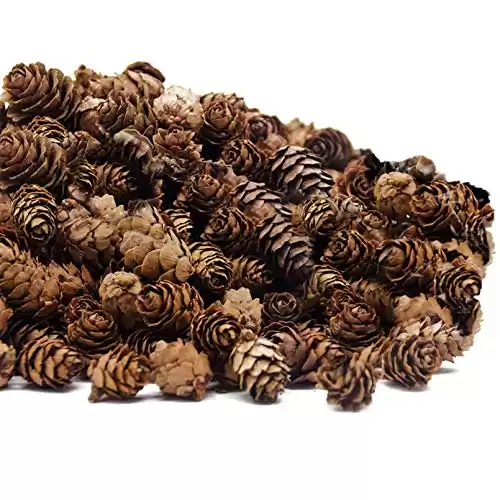 Deloky 250 PCS Christmas Natural Mini Pine Cones-Thanksgiving Pinecones Ornaments for DIY Crafts, Home Decorations,Fall and Christmas,Wedding Decor