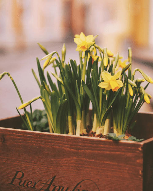 daffodil planter