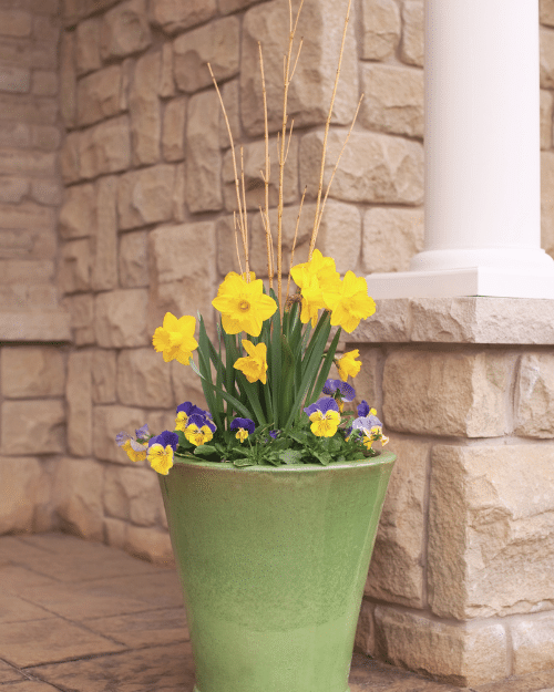 front porch flower pot with daffodils